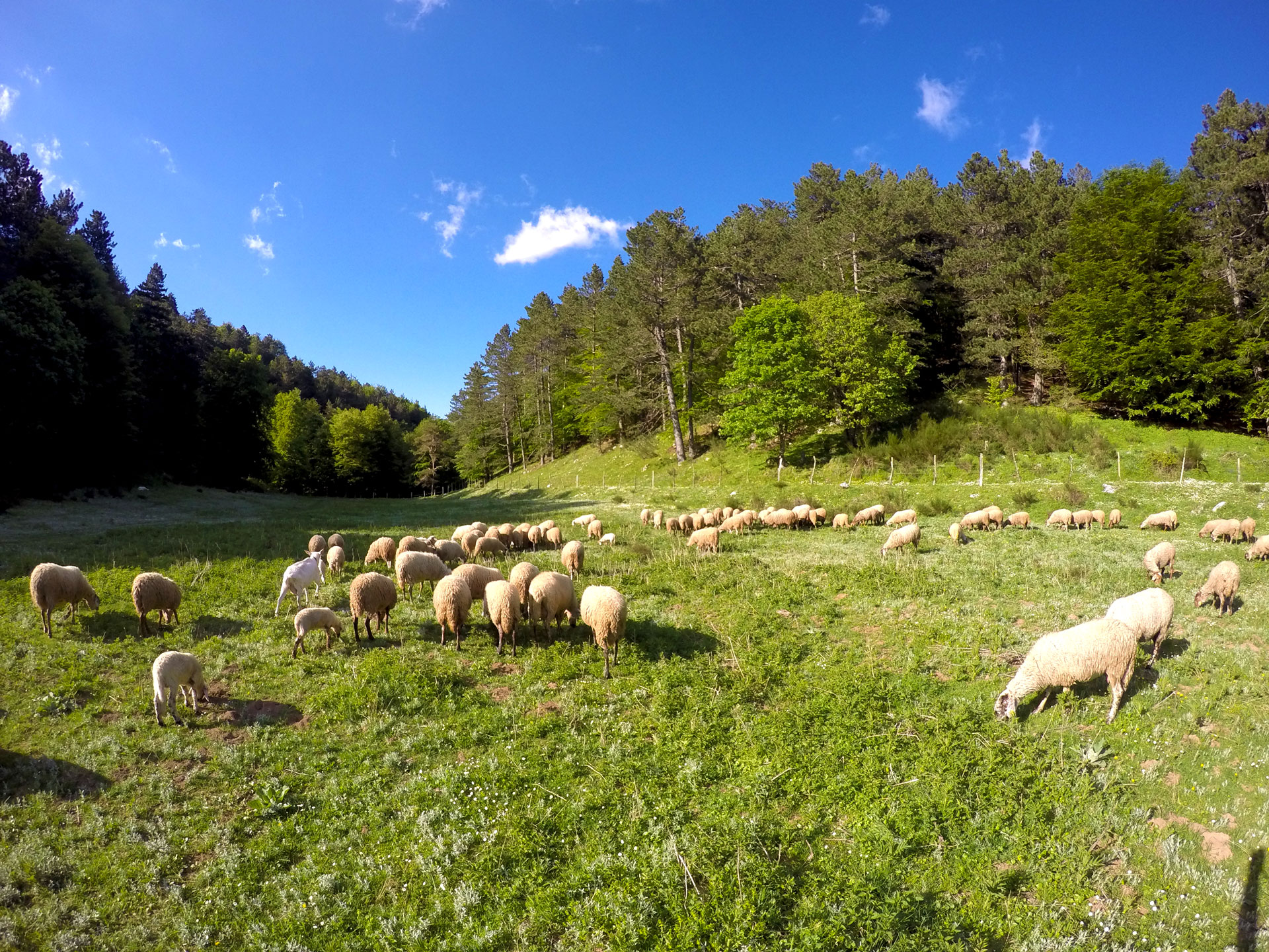 Salvaguardia dell’ambiente e valorizzazione economica della Pecora Bagnolese